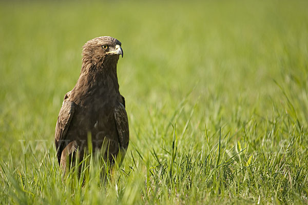 Schreiadler (Aquila pomarina)