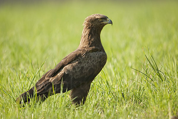 Schreiadler (Aquila pomarina)