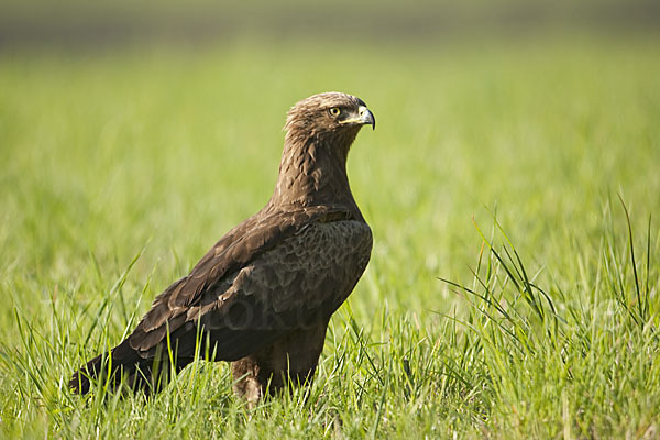 Schreiadler (Aquila pomarina)