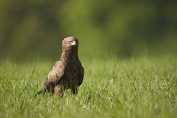 Schreiadler (Aquila pomarina)