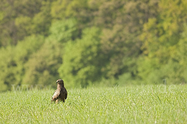 Schreiadler (Aquila pomarina)