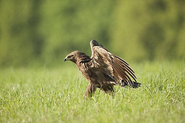 Schreiadler (Aquila pomarina)