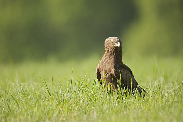 Schreiadler (Aquila pomarina)