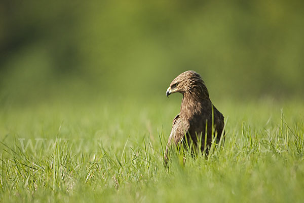 Schreiadler (Aquila pomarina)