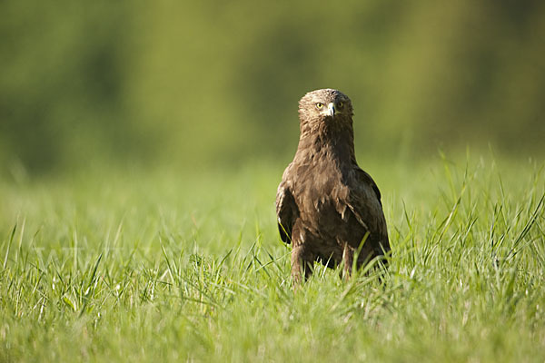 Schreiadler (Aquila pomarina)