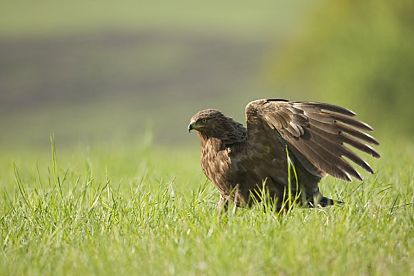 Schreiadler (Aquila pomarina)