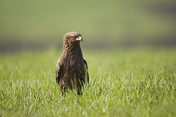 Schreiadler (Aquila pomarina)