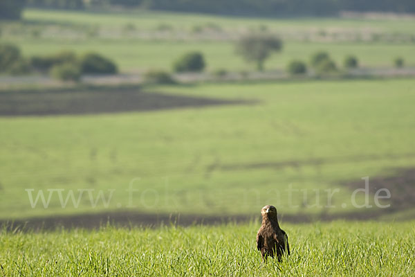 Schreiadler (Aquila pomarina)