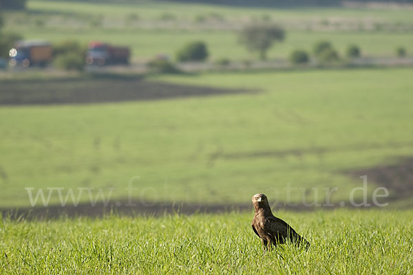 Schreiadler (Aquila pomarina)