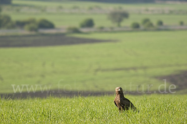 Schreiadler (Aquila pomarina)