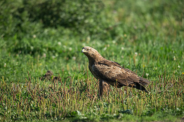 Schreiadler (Aquila pomarina)