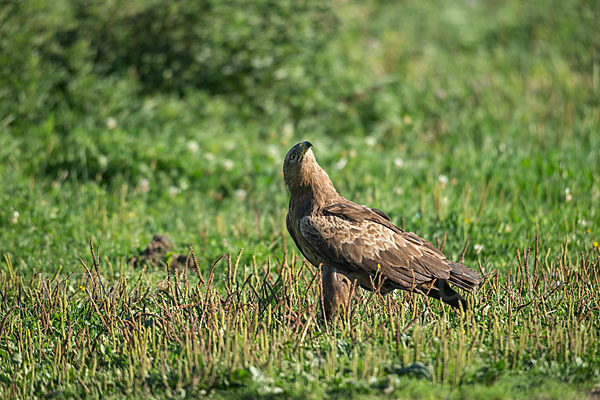 Schreiadler (Aquila pomarina)