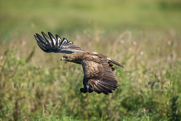 Schreiadler (Aquila pomarina)