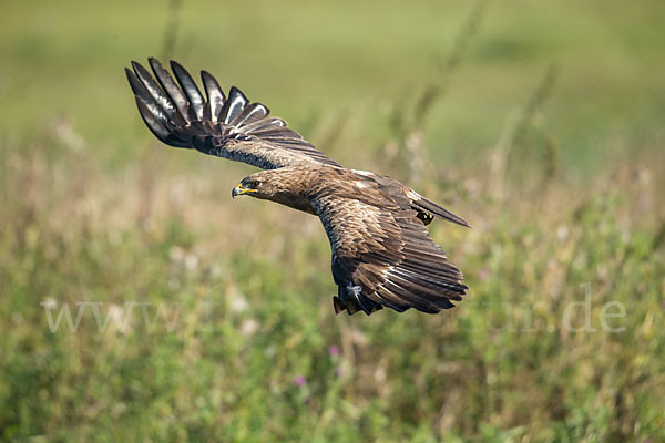 Schreiadler (Aquila pomarina)