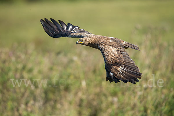 Schreiadler (Aquila pomarina)