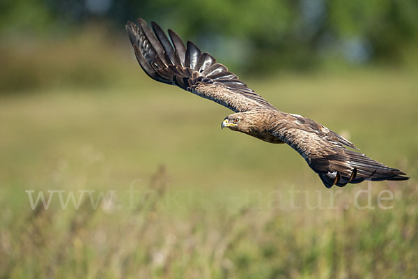 Schreiadler (Aquila pomarina)