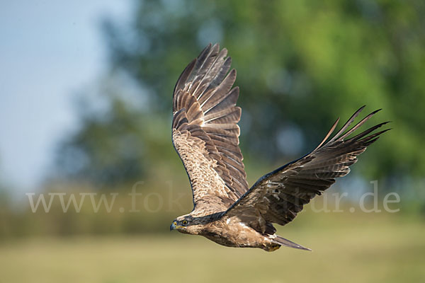 Schreiadler (Aquila pomarina)