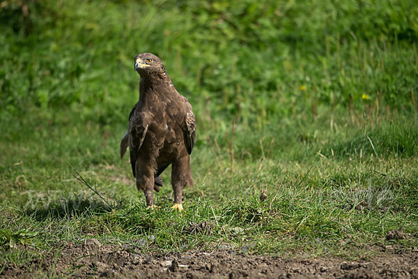 Schreiadler (Aquila pomarina)