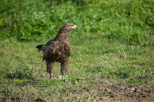 Schreiadler (Aquila pomarina)