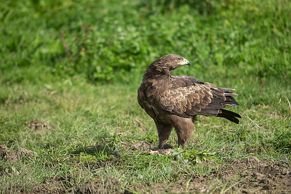 Schreiadler (Aquila pomarina)