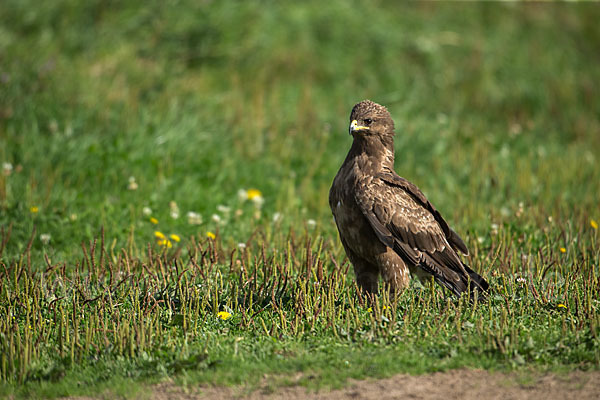 Schreiadler (Aquila pomarina)