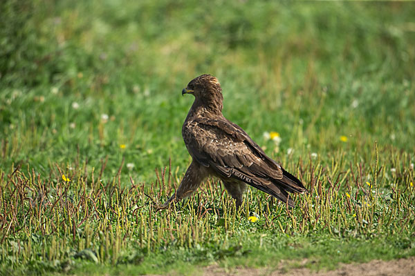 Schreiadler (Aquila pomarina)