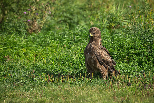 Schreiadler (Aquila pomarina)