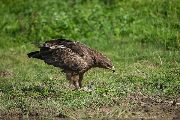 Schreiadler (Aquila pomarina)