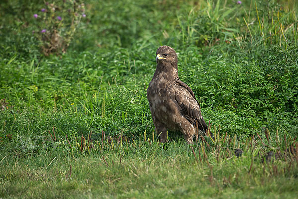 Schreiadler (Aquila pomarina)