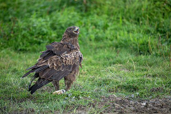 Schreiadler (Aquila pomarina)