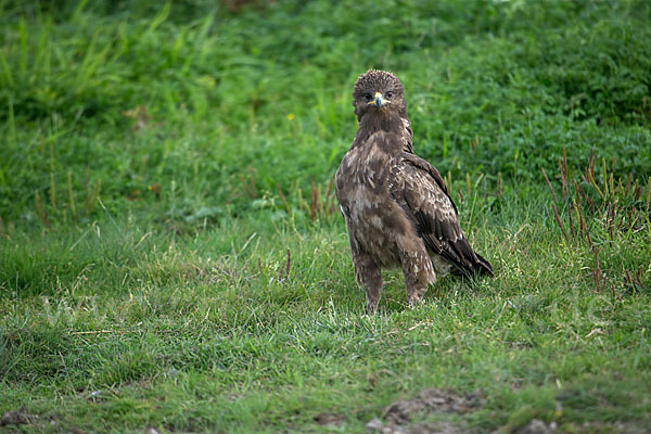 Schreiadler (Aquila pomarina)