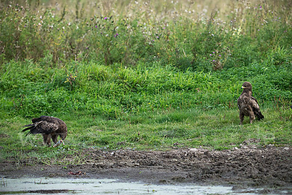 Schreiadler (Aquila pomarina)