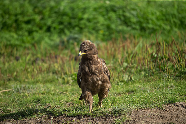 Schreiadler (Aquila pomarina)