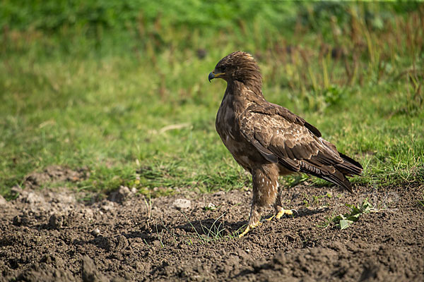 Schreiadler (Aquila pomarina)