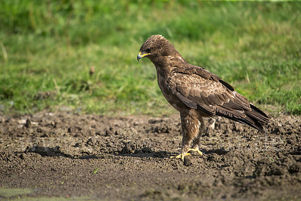 Schreiadler (Aquila pomarina)