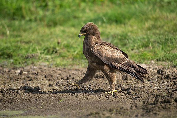 Schreiadler (Aquila pomarina)