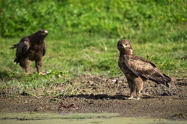 Schreiadler (Aquila pomarina)