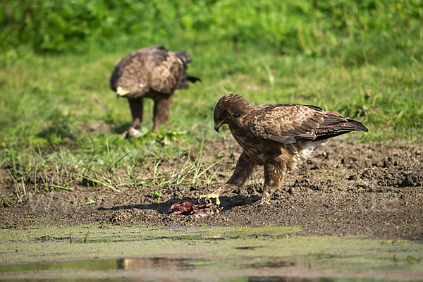 Schreiadler (Aquila pomarina)