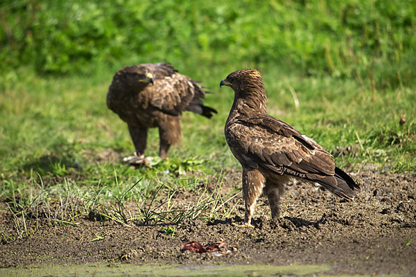 Schreiadler (Aquila pomarina)