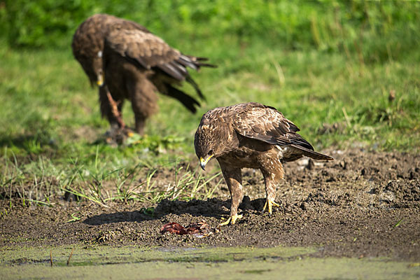 Schreiadler (Aquila pomarina)