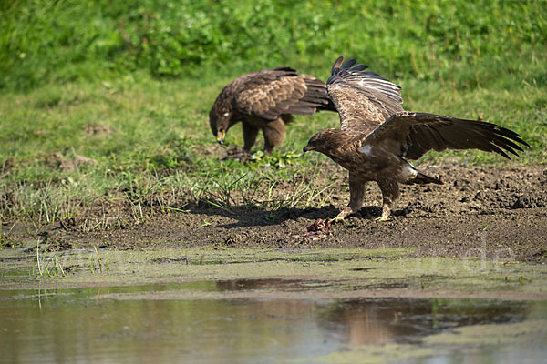 Schreiadler (Aquila pomarina)