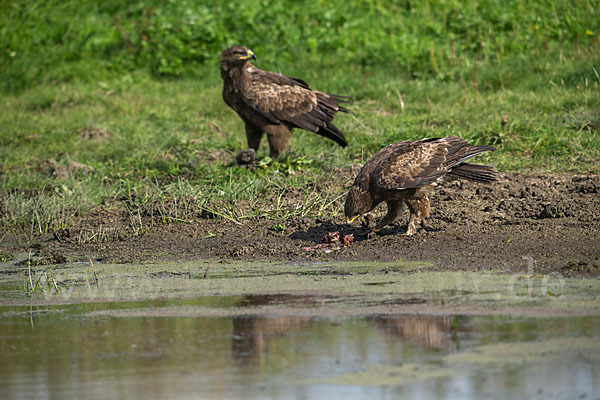 Schreiadler (Aquila pomarina)