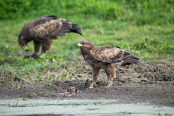 Schreiadler (Aquila pomarina)