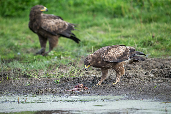 Schreiadler (Aquila pomarina)