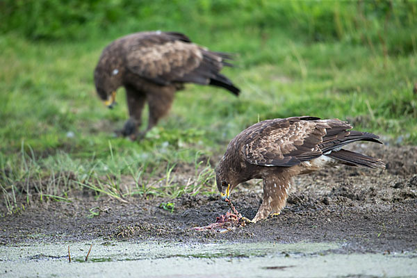 Schreiadler (Aquila pomarina)