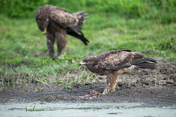 Schreiadler (Aquila pomarina)