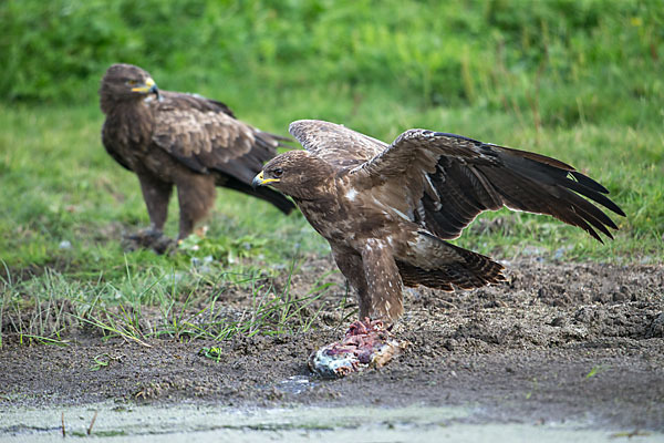 Schreiadler (Aquila pomarina)