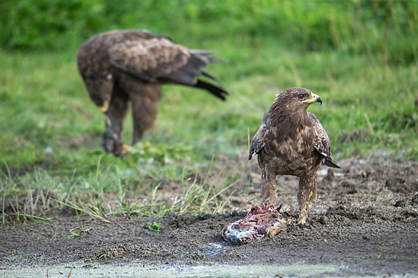 Schreiadler (Aquila pomarina)