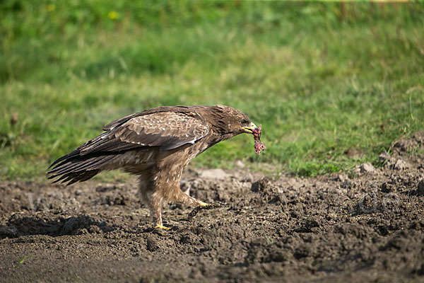 Schreiadler (Aquila pomarina)