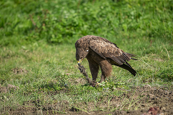 Schreiadler (Aquila pomarina)